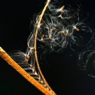 Dancing Seeds